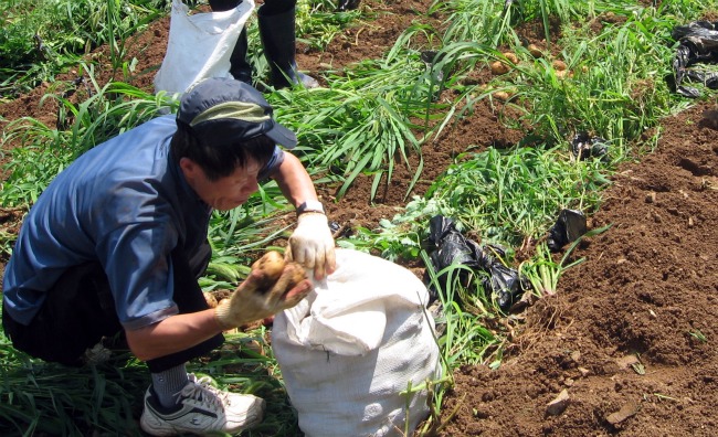▲복정동주민자치센터 회원이 감자를 수확하고 있다. 